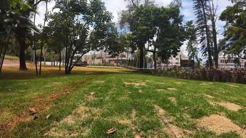 Bosque