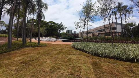 Bosque