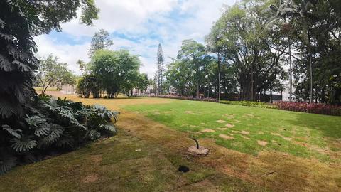 Bosque