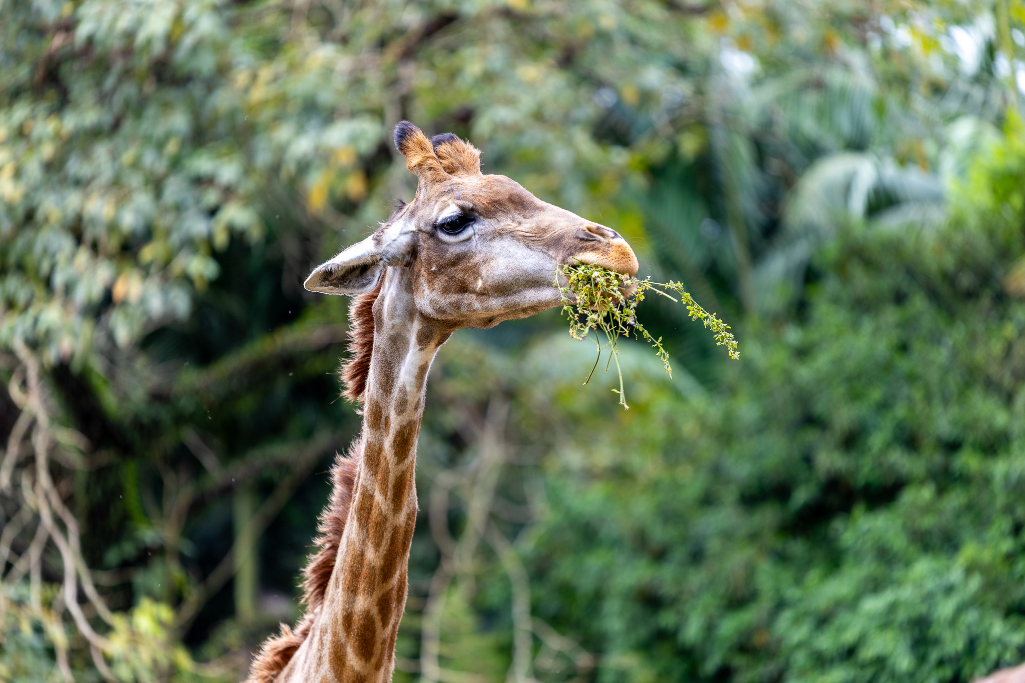 Gran Kazzas Botanic em Jardim Celeste, São Paulo – foto 37
