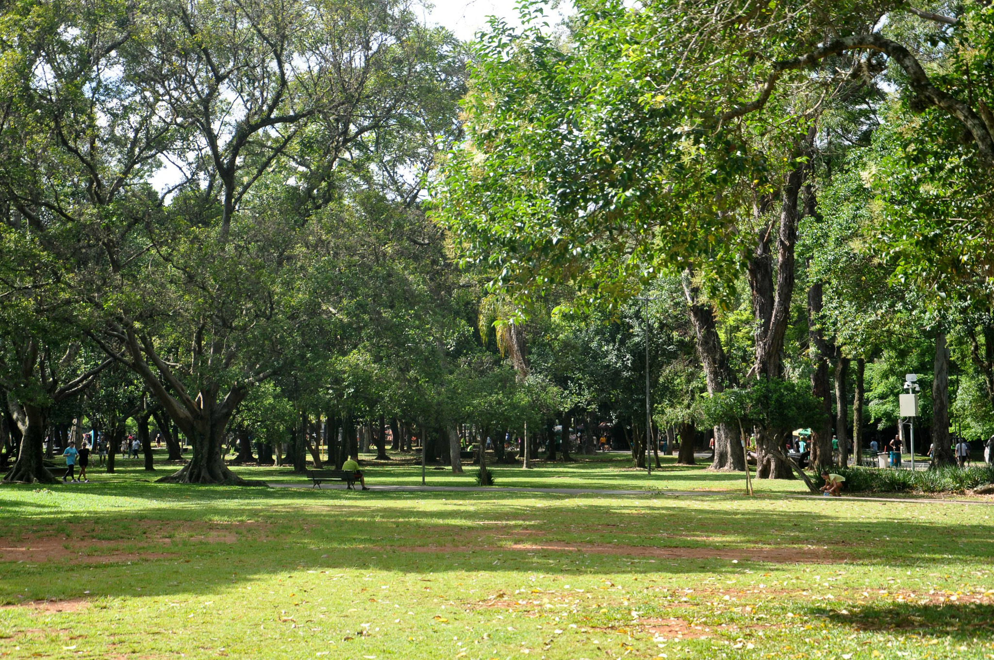 K Cupecê em Cidade Ademar, São Paulo – foto 25